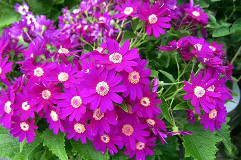 Cineraria - foto