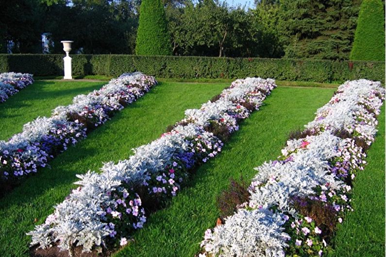 Cineraria - fotografija