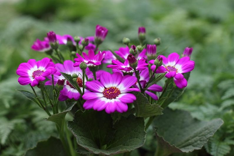 Cineraria - fotografija