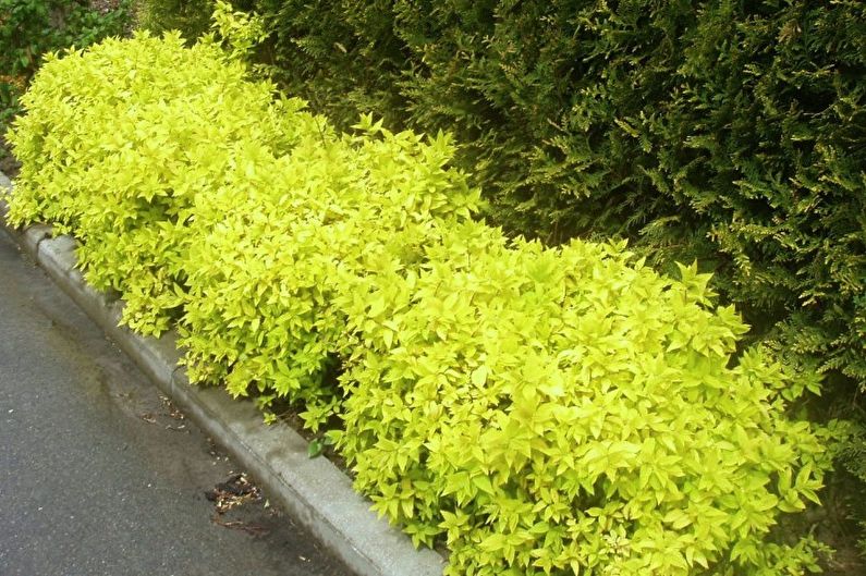 Typer japansk Spirea - Golden Princesses