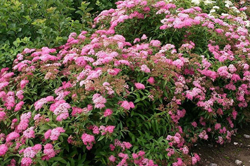 Soorten Japanse Spirea - Kleine prinsessen