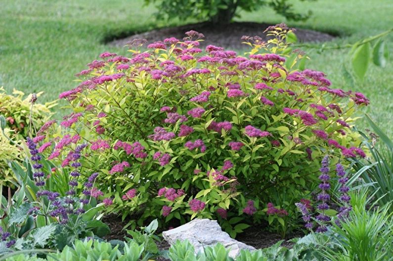 Tipos de Spirea japonesa - chama de ouro