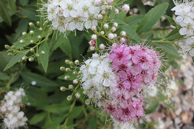 Tipos de Spirea japonesa - Shirobana Spirea