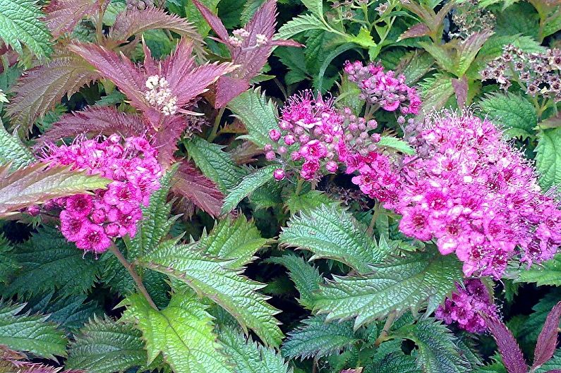 Japoniškos spireos tipai - „Crispus Spiraea“