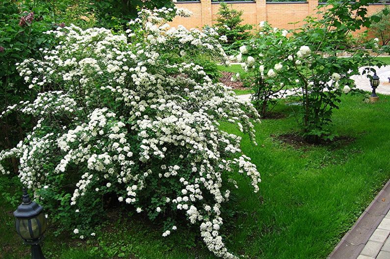 Japanilaisen Spirean tyypit - Spirea Wangutta