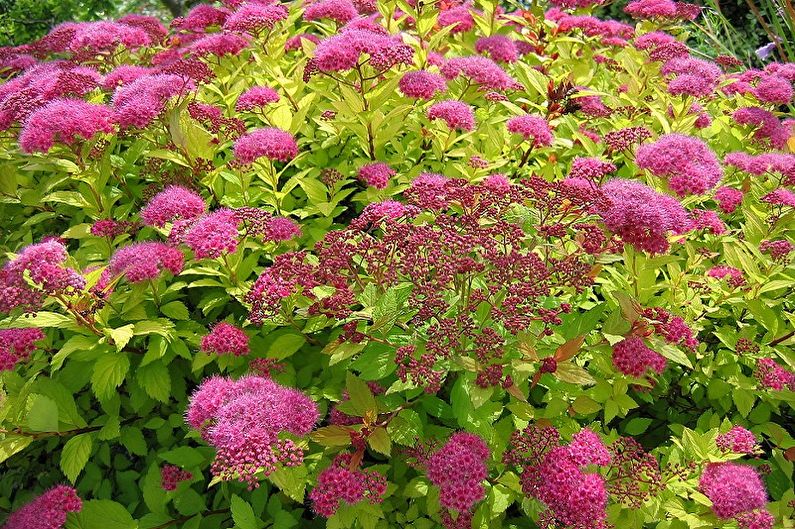 Japanische Spirea Pflege - Beleuchtung