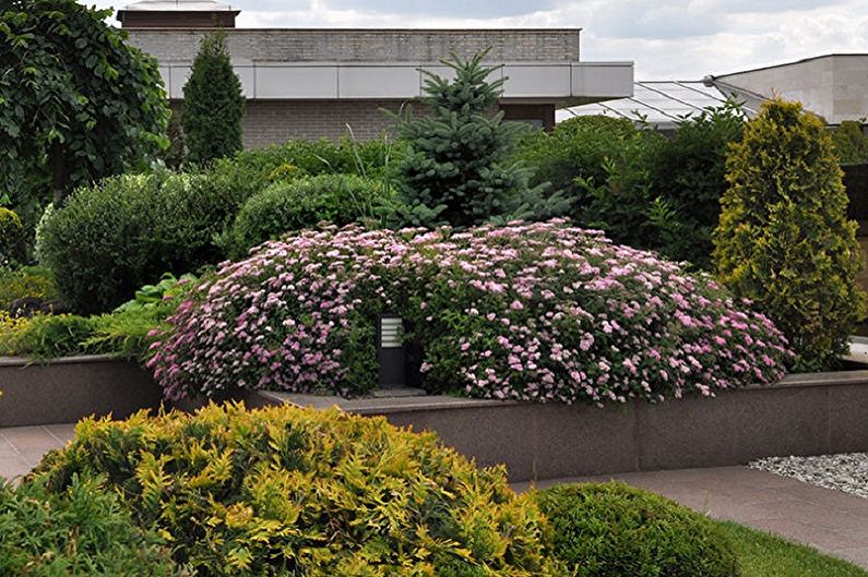 Japanische Spirea Pflege - Beleuchtung