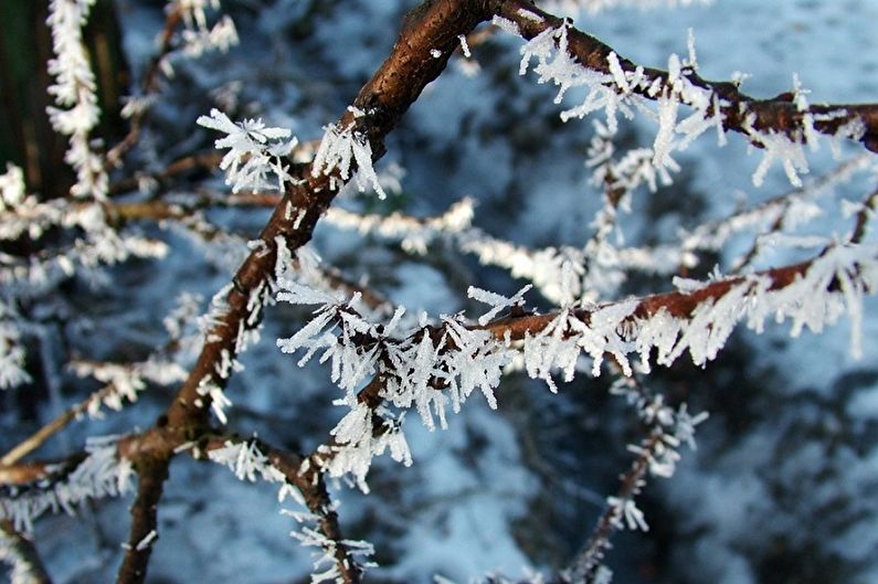 Njega japanske spirea - temperatura