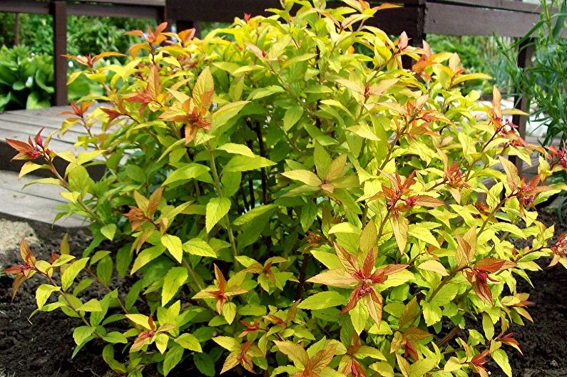 Japanese Spirea Care - Fuktighet