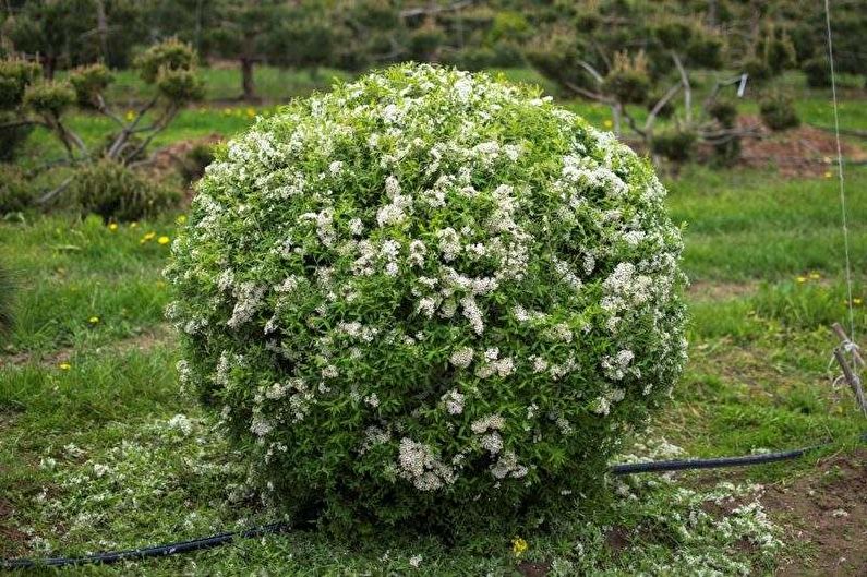 Cuidado Spirea japonés - Riego