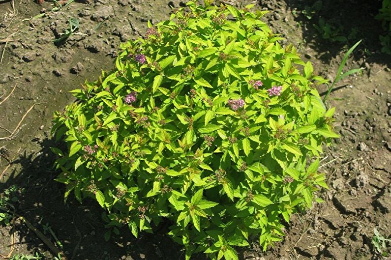 Japanese Spirea Care - Gödselmedel och utfodring