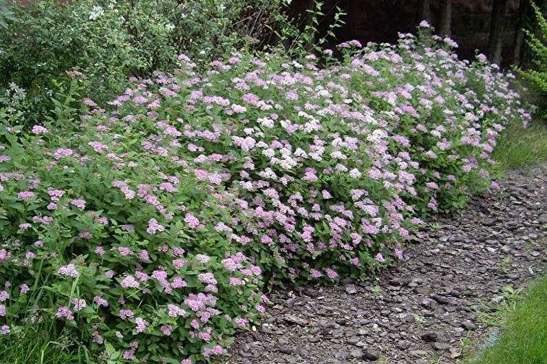 Japońska pielęgnacja Spirea - nawozy i karmienie