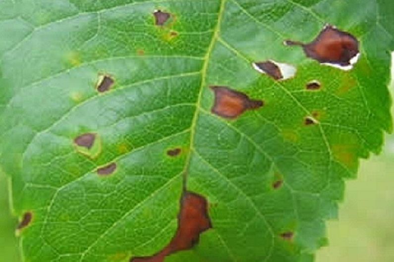 Japanese Spirea - Peste at Sakit