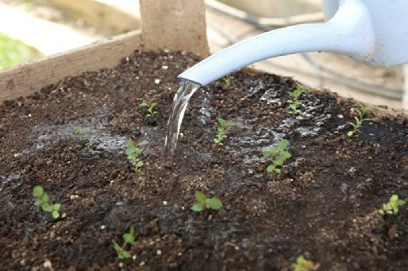 Vermeerdering van Japanse Spirea-zaden