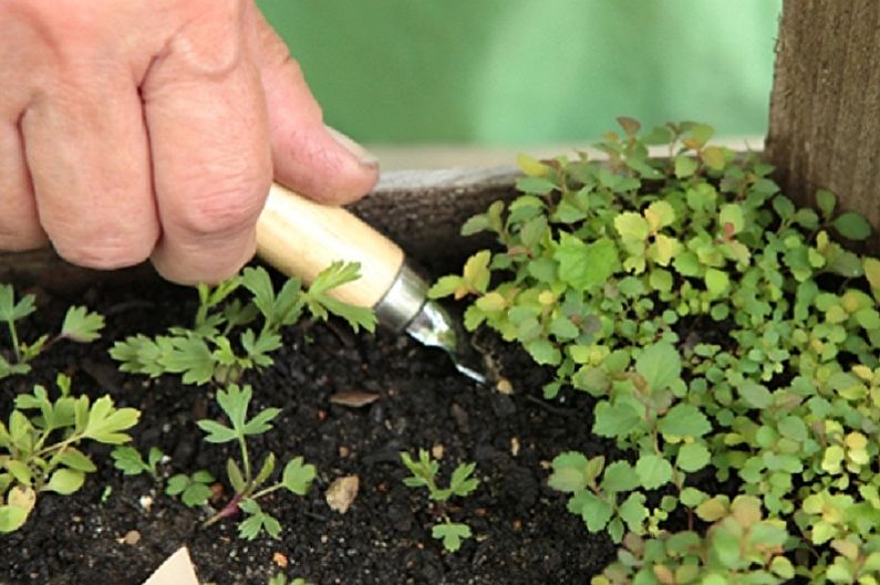 Japon Spirea Tohumlarının Yayılması