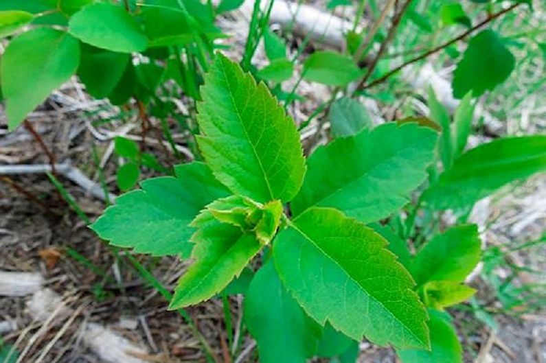 Ausbreitung von Spirea durch japanische Schichtung