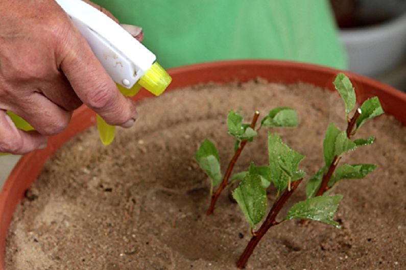 Propagación de Spirea japonesa por Cherenkovanie