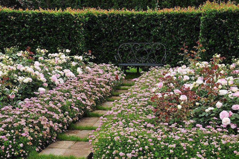 Japanese Spirea - foto