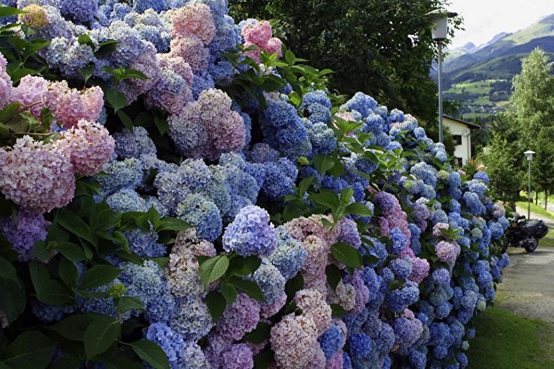 Spirea japońska - zdjęcie