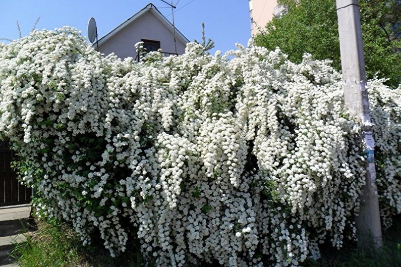 Japoniška Spirea - nuotrauka