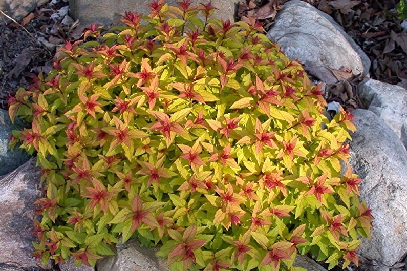 Japanese Spirea - foto