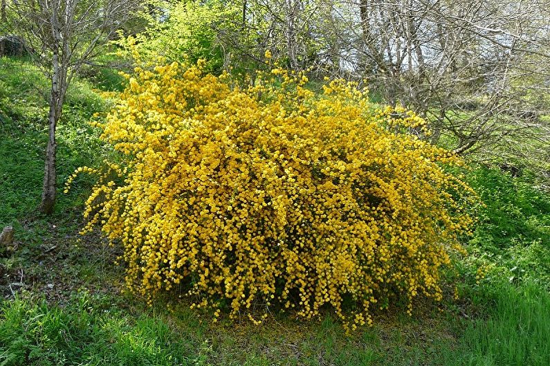 Spirea japońska - zdjęcie