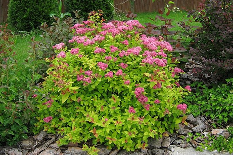 Spirea japonesa - foto