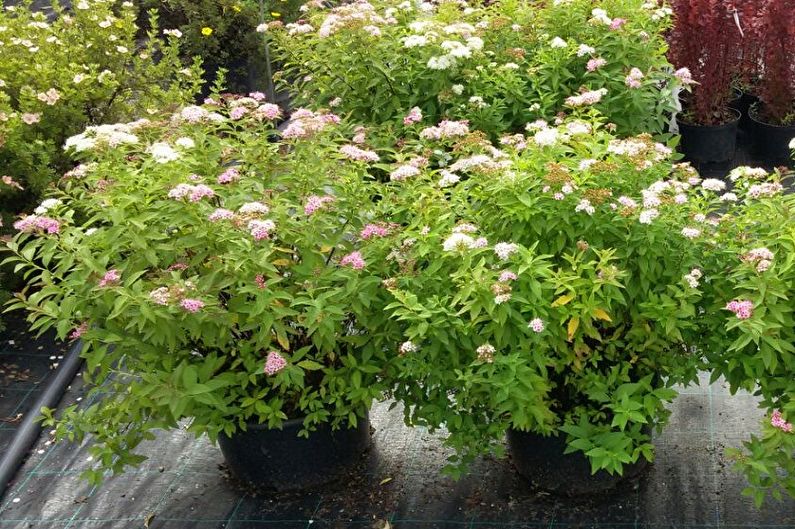 Japanese Spirea - larawan