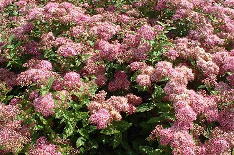 Spirea japońska - zdjęcie