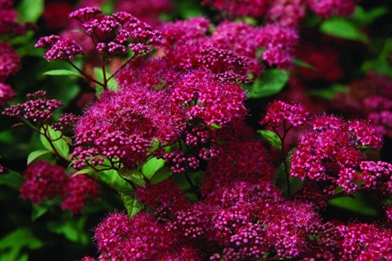 Spirea japonesa - foto