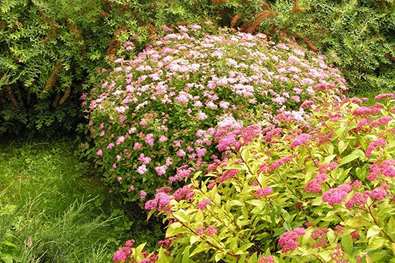 Spirea japonesa - foto