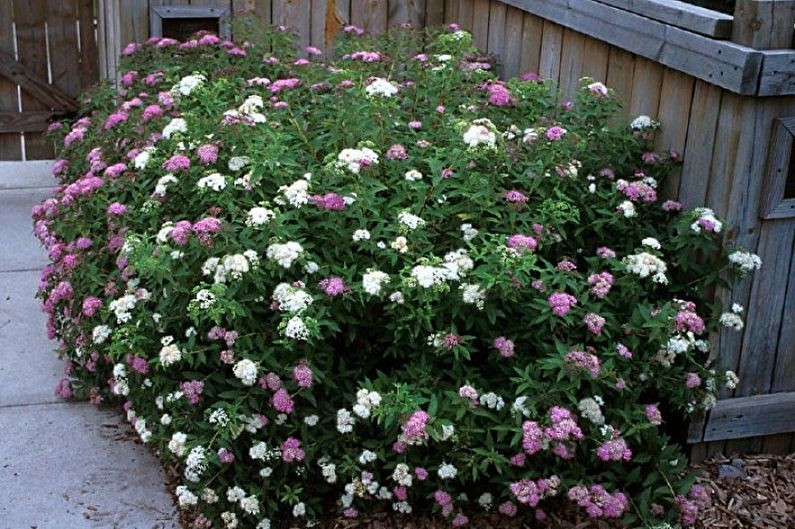 Spirea japońska - zdjęcie