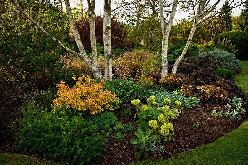 Spirea japonesa - foto