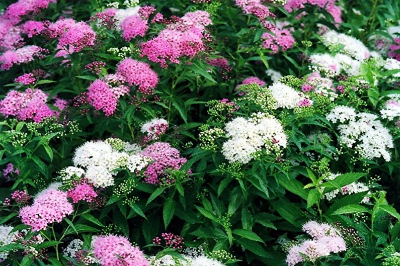 Spirea japońska - zdjęcie