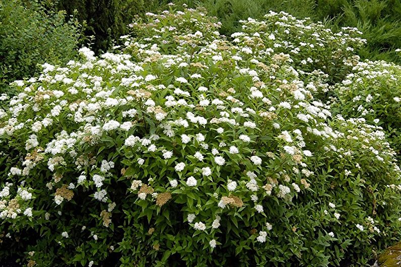 Spirea japońska - zdjęcie