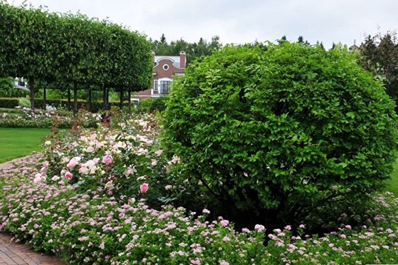 Japanilainen Spirea - valokuva