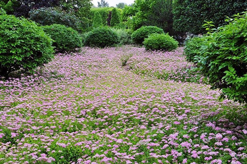 Japon Spirea - resim