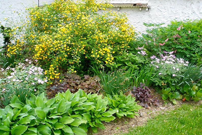 Japanese Spirea - larawan