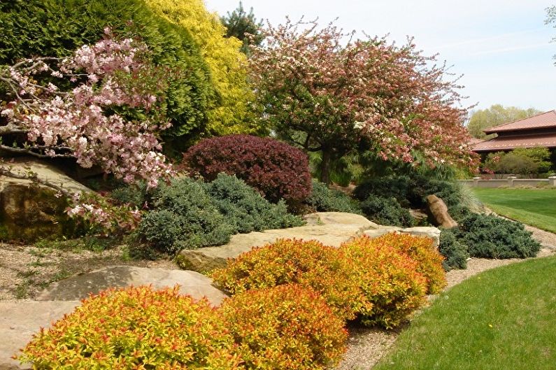 Japanese Spirea - foto