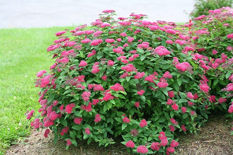 Japanilainen Spirea - valokuva