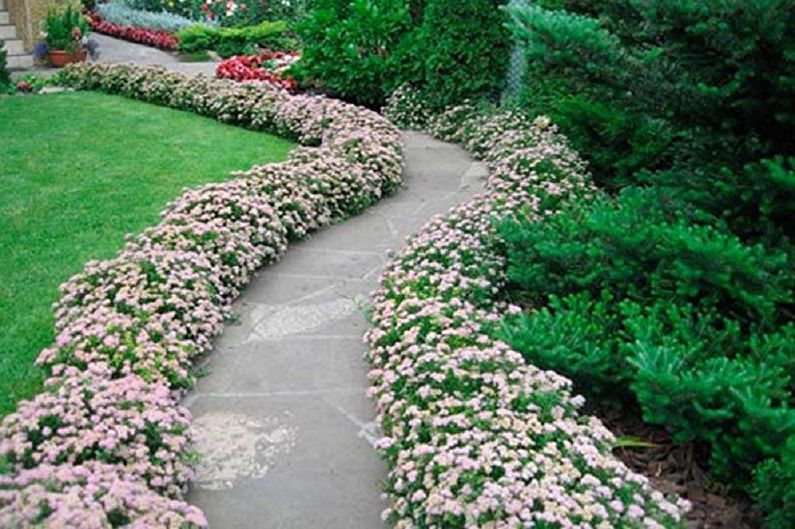 Japanese Spirea - foto