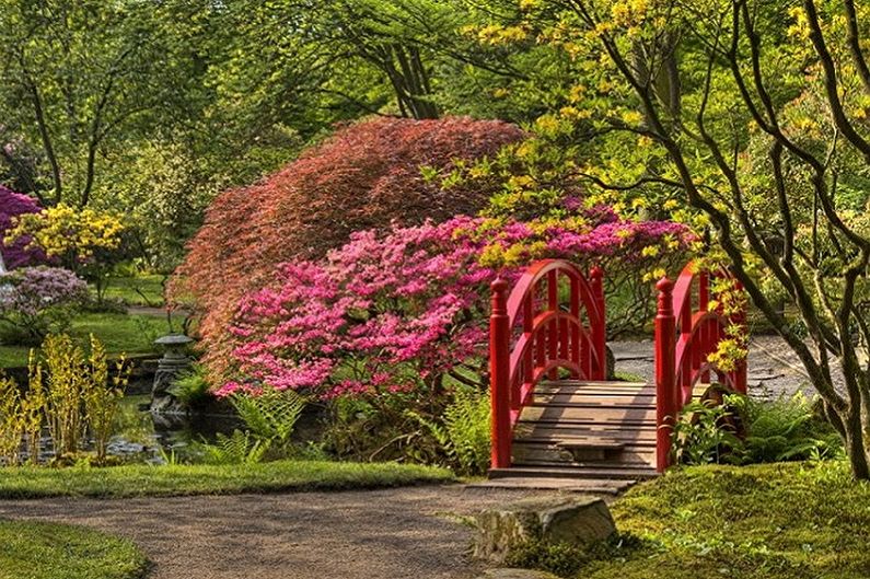 Spirea japonesa - foto