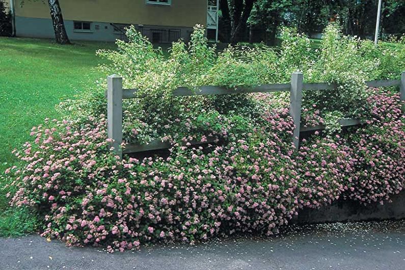 Japanische Spirea - Foto