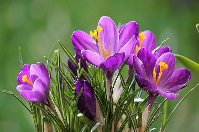 Crocuses (หญ้าฝรั่น): 90 ภาพถ่าย, ประเภทและการดูแลรักษา