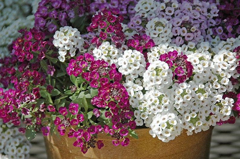 Alyssum (85 fotografií): typy a starostlivosť