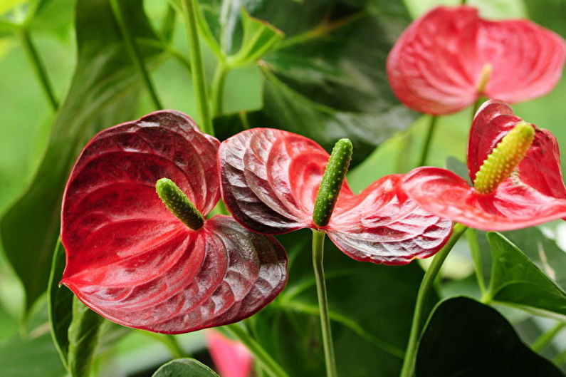 Anthurium (80 صورة): الزراعة والرعاية