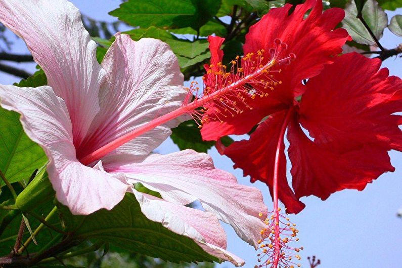 Hibiscus (80 bilder): typer og omsorg