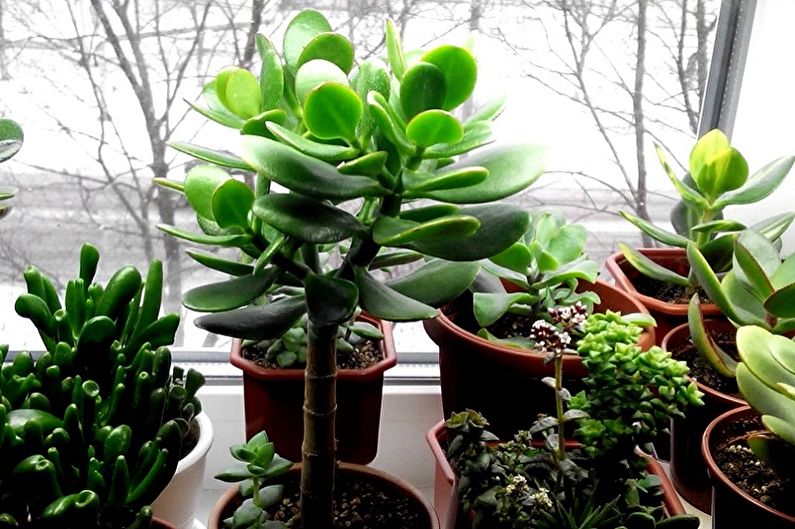 Arbre d'argent (Crassula): 90 photos