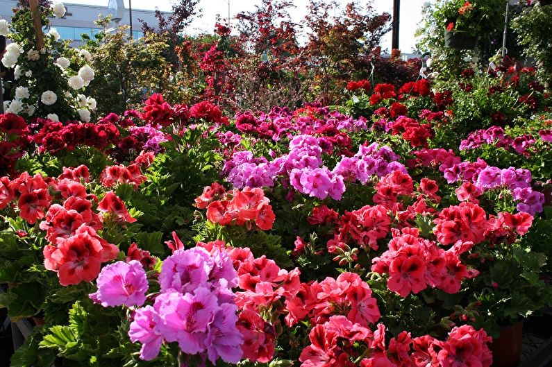 Pelargonium (geranium): 70 fotografija