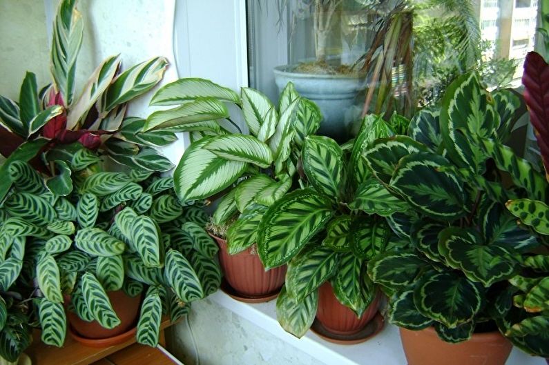 Maranta (70 fotos): tipos y cuidados